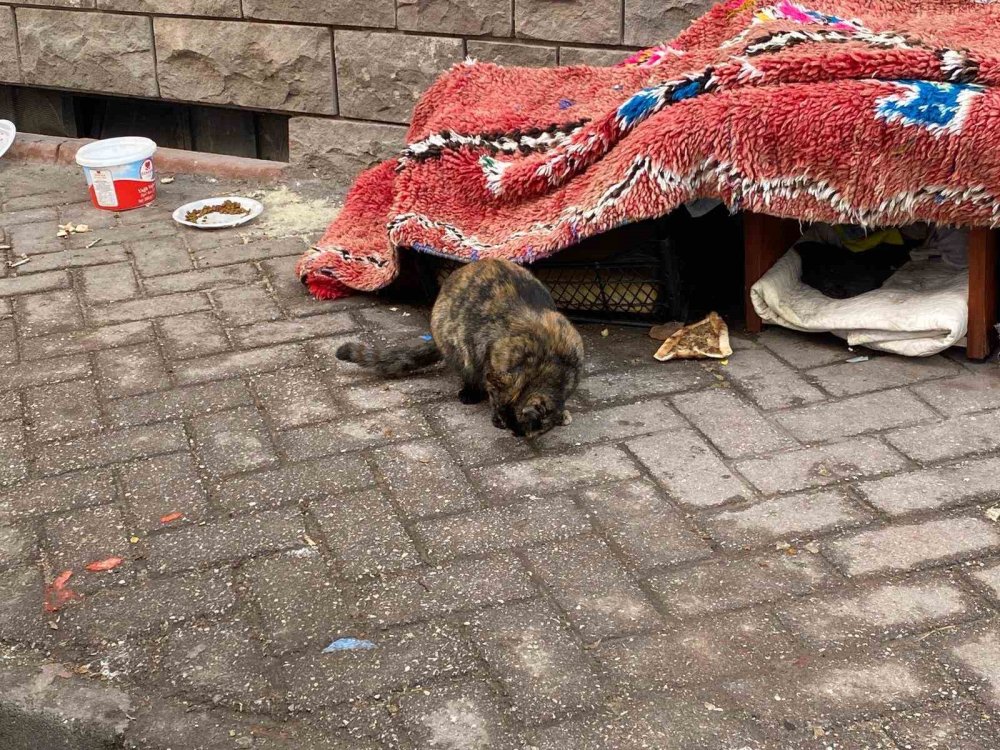 Soğuk Kış Şartlarında Hayvanlar İçin Korunaklı Kulübeler Yaptılar