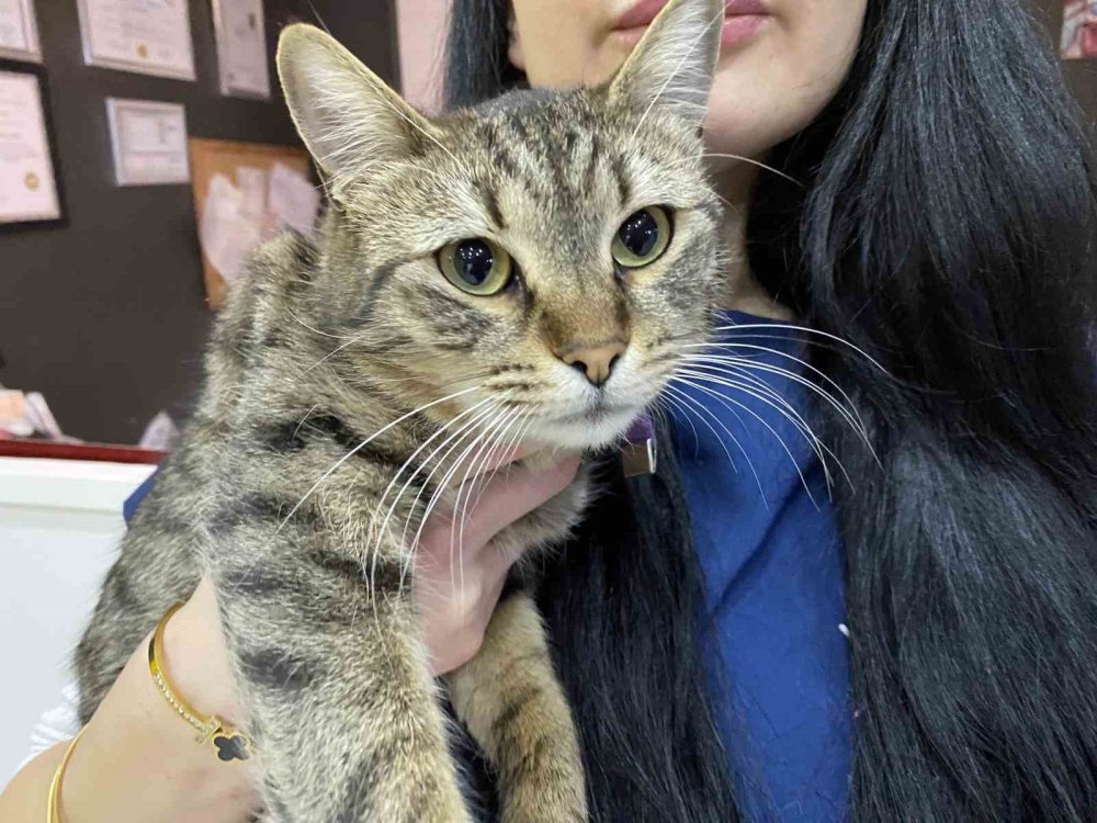 Uzman Veteriner Hekim Tuğçe Kara: "Tüyü Var Üşümez İnancı Yanlış"