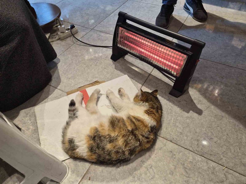 Soğuktan Üşüyen Kedi Elektrikli Isıtıcının Karşısında Dinlendi
