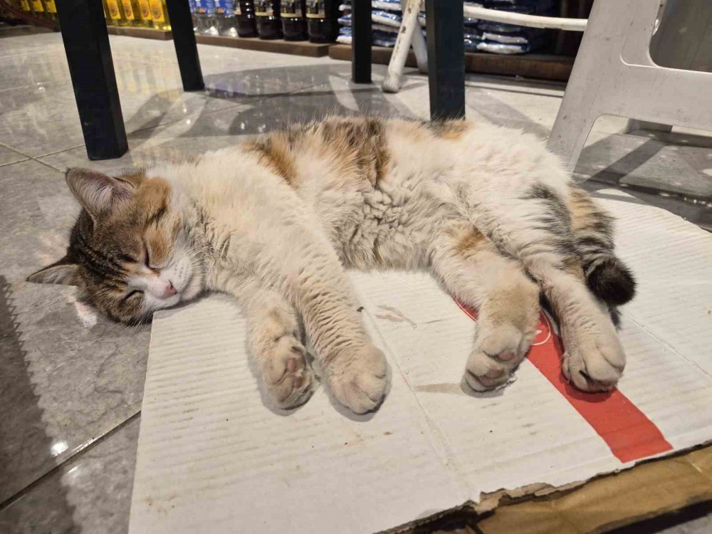 Soğuktan Üşüyen Kedi Elektrikli Isıtıcının Karşısında Dinlendi