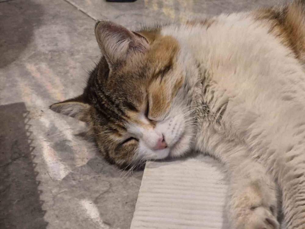 Soğuktan Üşüyen Kedi Elektrikli Isıtıcının Karşısında Dinlendi