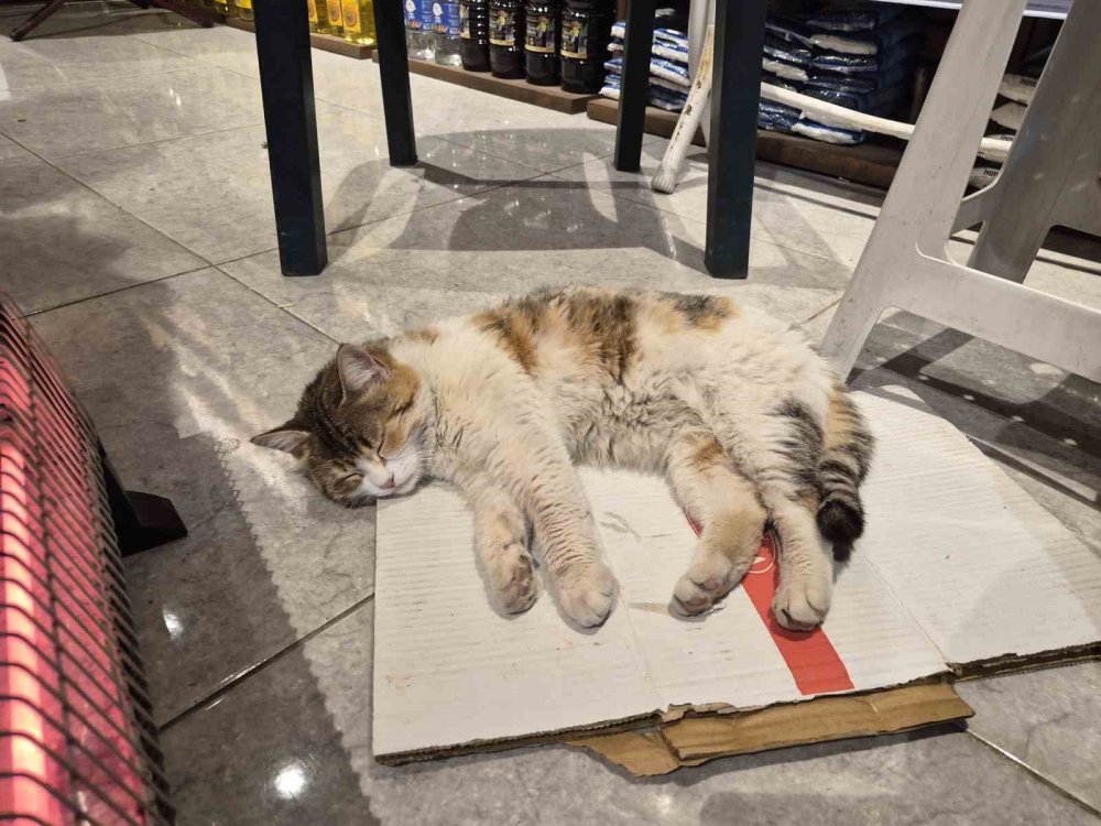 Soğuktan Üşüyen Kedi Elektrikli Isıtıcının Karşısında Dinlendi