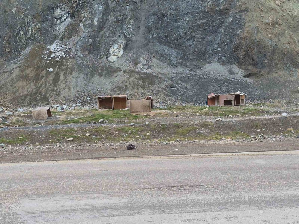 Onlarca Köpek Bu Yuvalarda Isınıyor