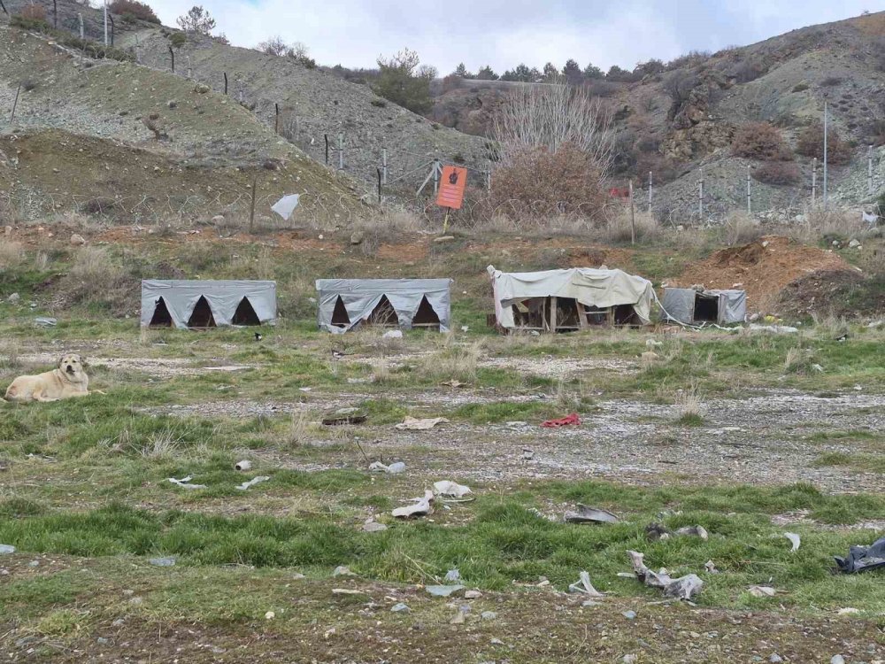 Onlarca Köpek Bu Yuvalarda Isınıyor