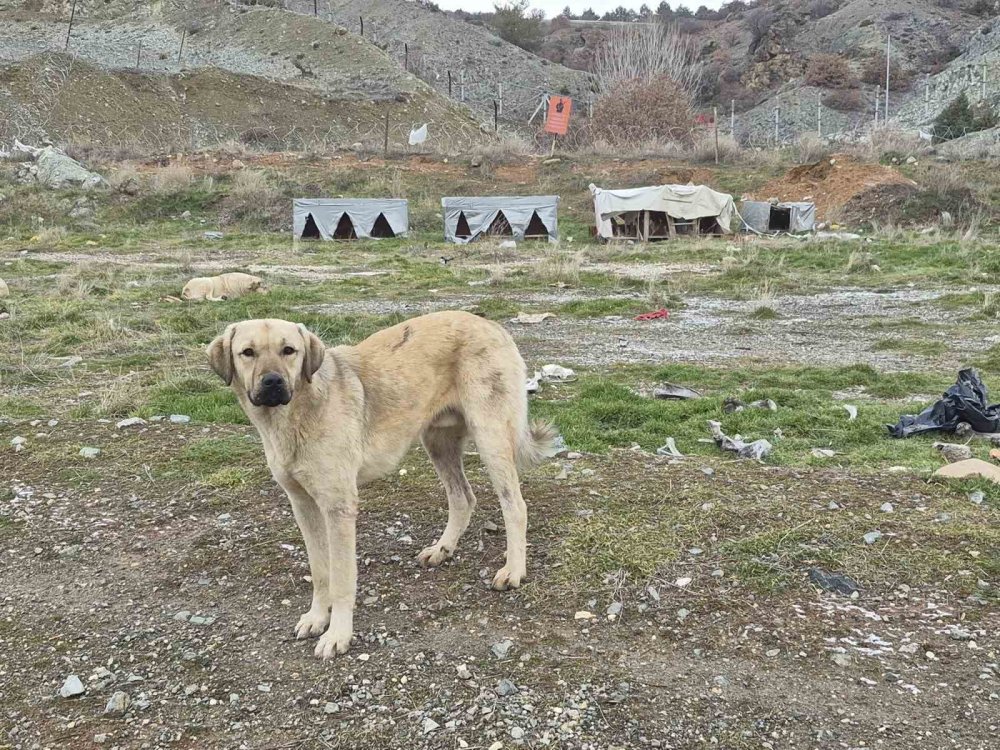 Onlarca Köpek Bu Yuvalarda Isınıyor