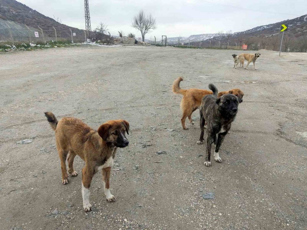 Onlarca Köpek Bu Yuvalarda Isınıyor