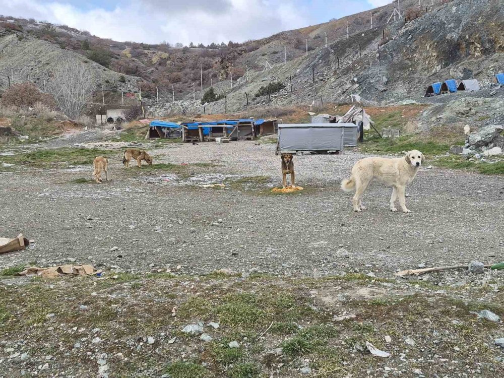 Onlarca Köpek Bu Yuvalarda Isınıyor