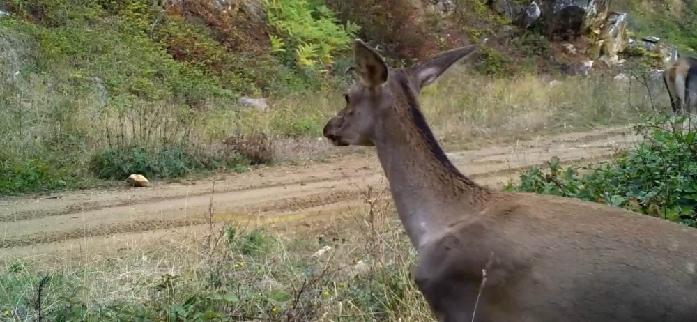 Kızıl Geyikler Fotokapana Takıldı