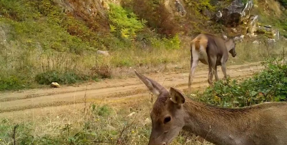 Kızıl Geyikler Fotokapana Takıldı