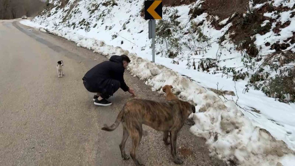 Aç Kalan Köpeklerin İmdadına Hayvanseverler Yetişti