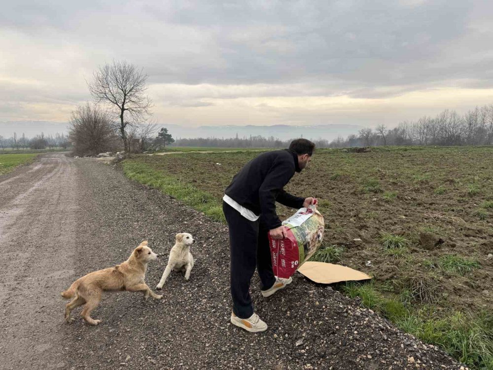 Aç Kalan Köpeklerin İmdadına Hayvanseverler Yetişti
