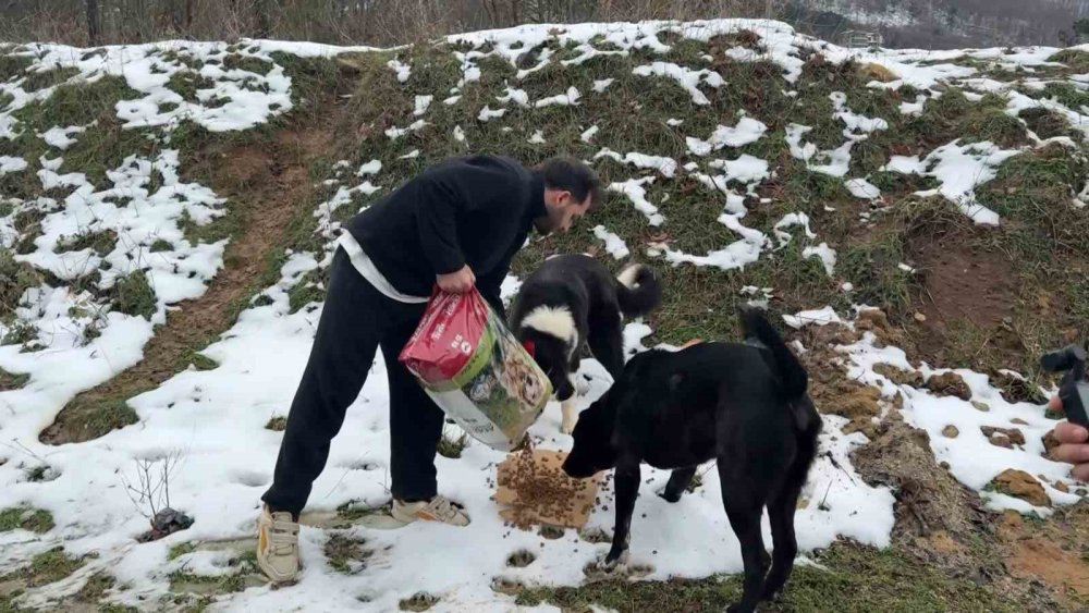 Aç Kalan Köpeklerin İmdadına Hayvanseverler Yetişti