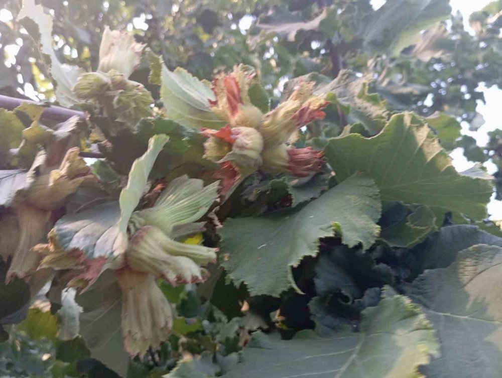 Uludağ’ın Fındığı Destek Bekliyor