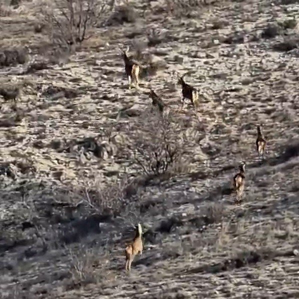 Görüntülenen 8 Geyik Hayran Bıraktı