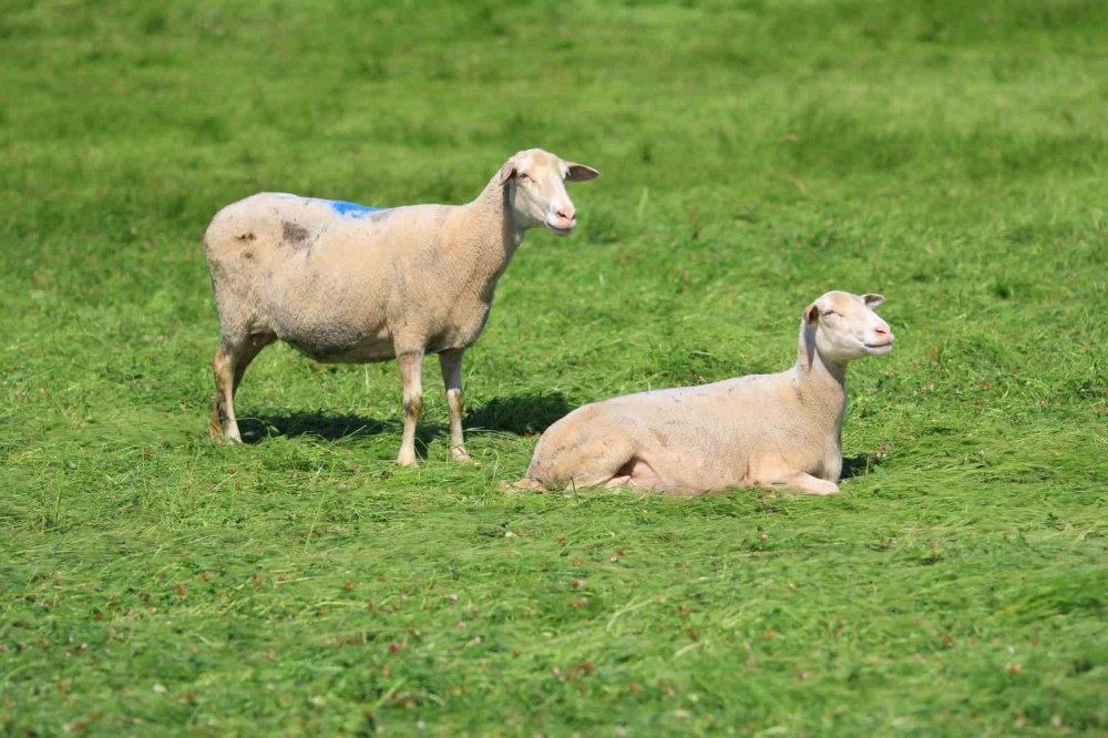 Küçükbaşa Yönelik Önemli Bir Proje Hayata Geçiyor