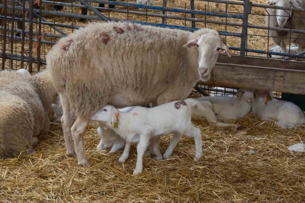 Küçükbaşa Yönelik Önemli Bir Proje Hayata Geçiyor