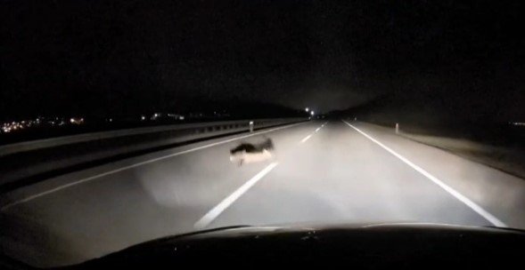 Yola Atlayan Tilkiye Araç Çarptı