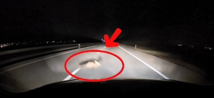 Yola Atlayan Tilkiye Araç Çarptı