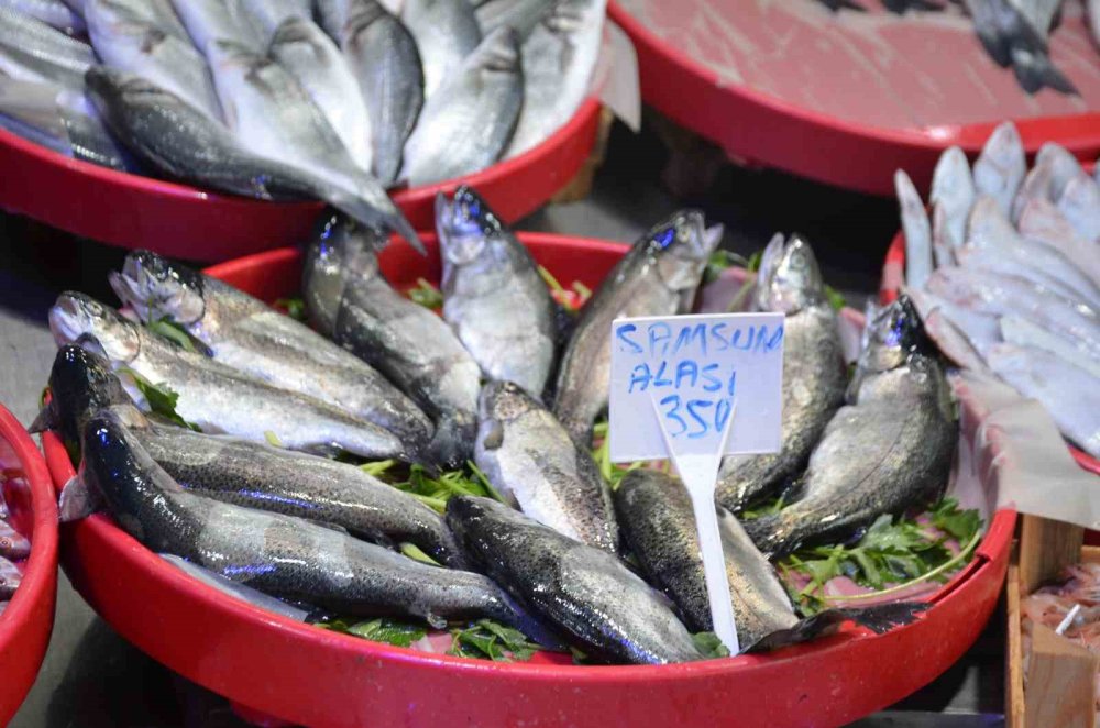 Bu Yıl Tezgahların Yıldızı Palamut Yerine Karadeniz Hamsisi Oldu