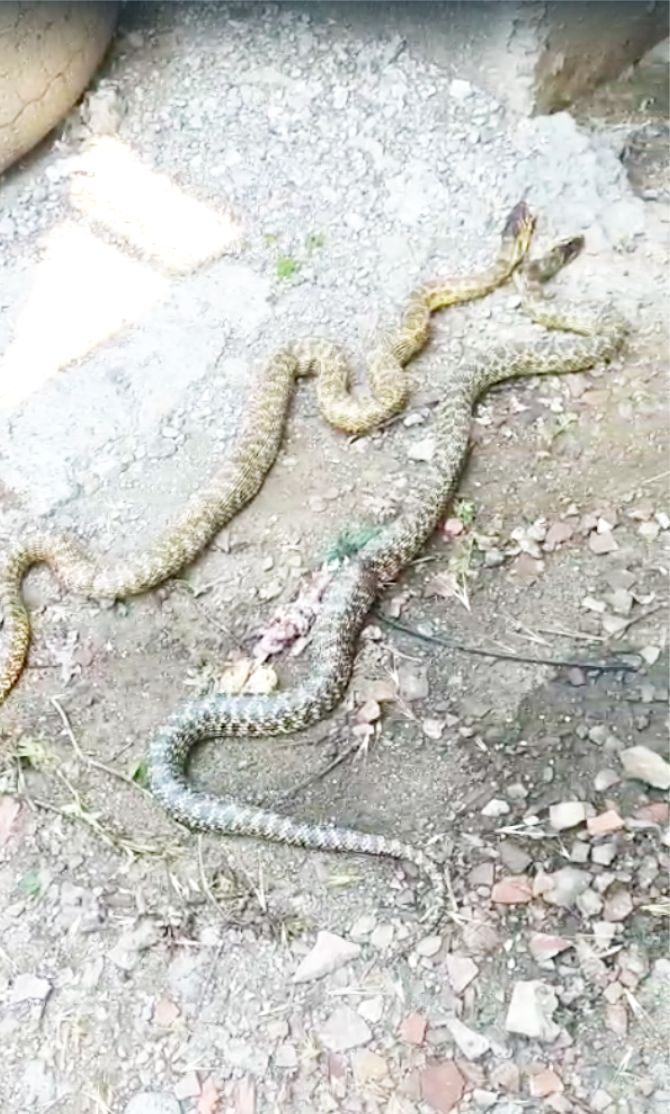 bilecikte-yilan-alarmi1.jpg