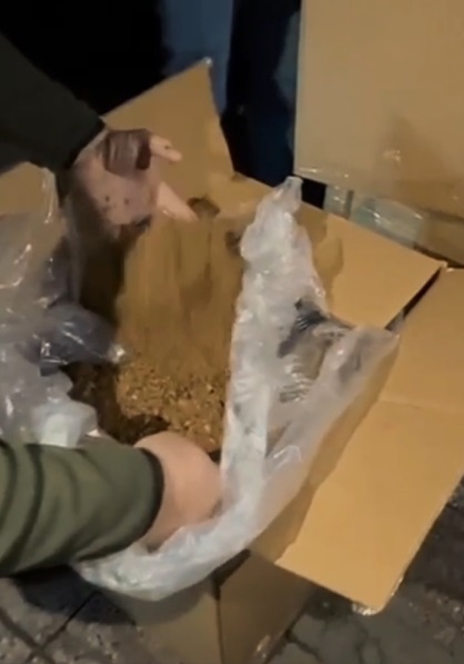 cats1.jpg
