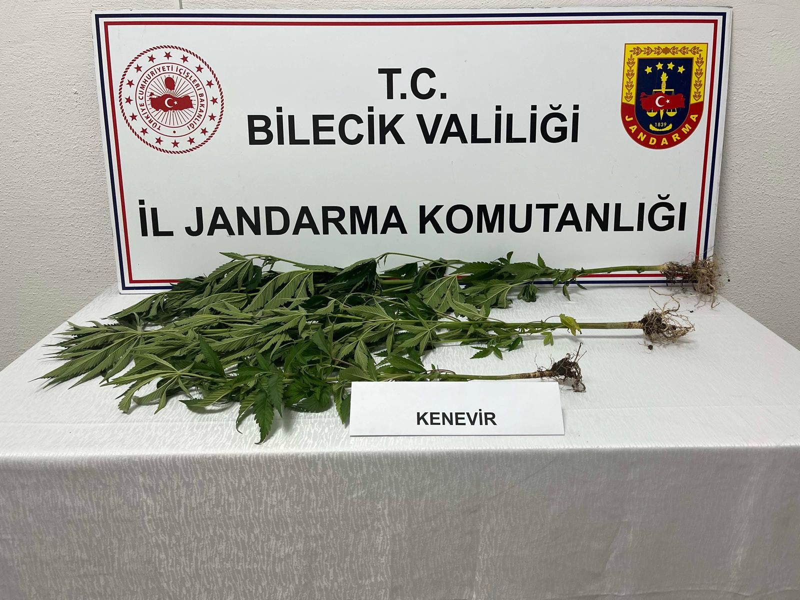 kenevir.jpeg