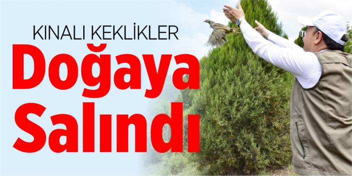 Kınalı keklikler doğaya salındı